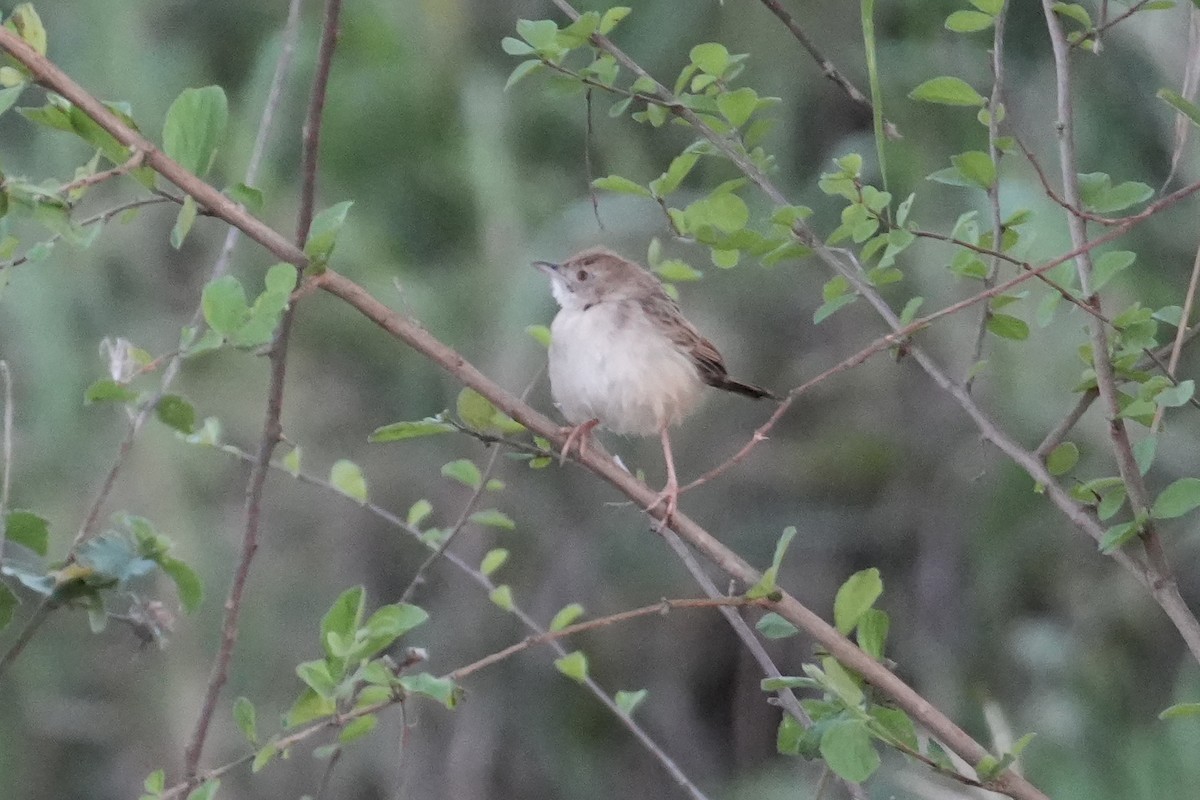 Rattling Cisticola - ML644226506