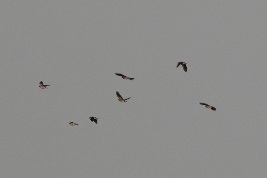 トサカムクドリ - ML644226511