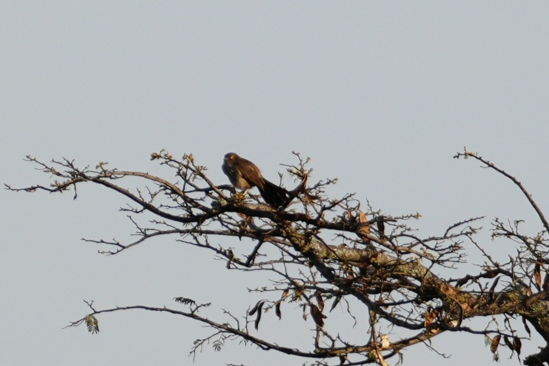 Arrow-marked Babbler - ML644226513