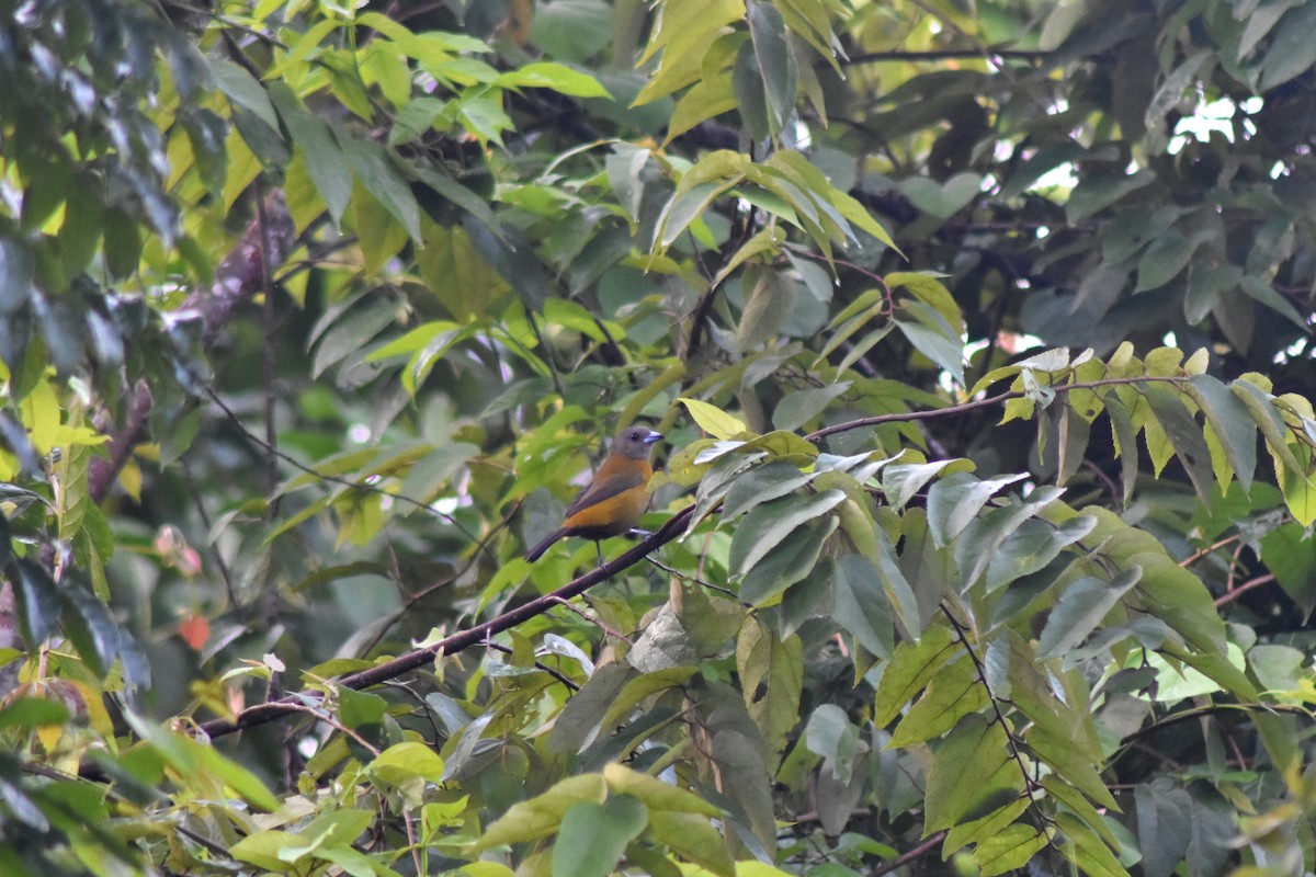 Scarlet-rumped Tanager - ML644226517