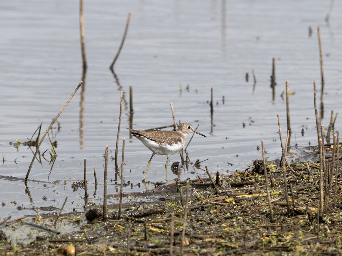 Solitary Sandpiper - ML644226522