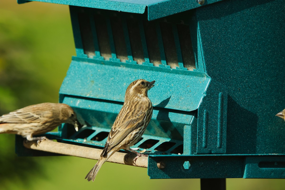 Purple Finch - ML644226550