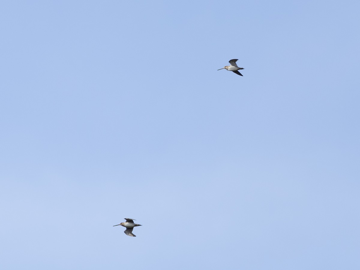 Баранець американський - ML644226557