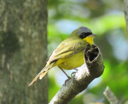Southern Yellowthroat - ML644226588