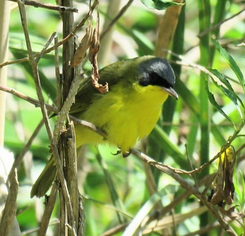 Southern Yellowthroat - ML644226597