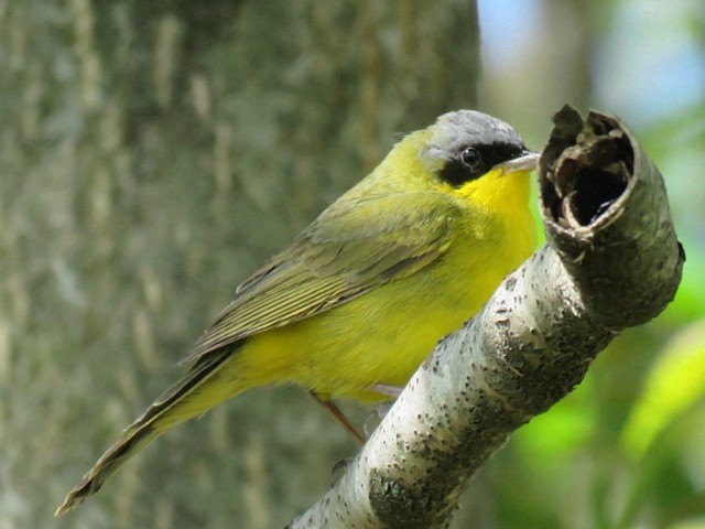 Southern Yellowthroat - ML644226601