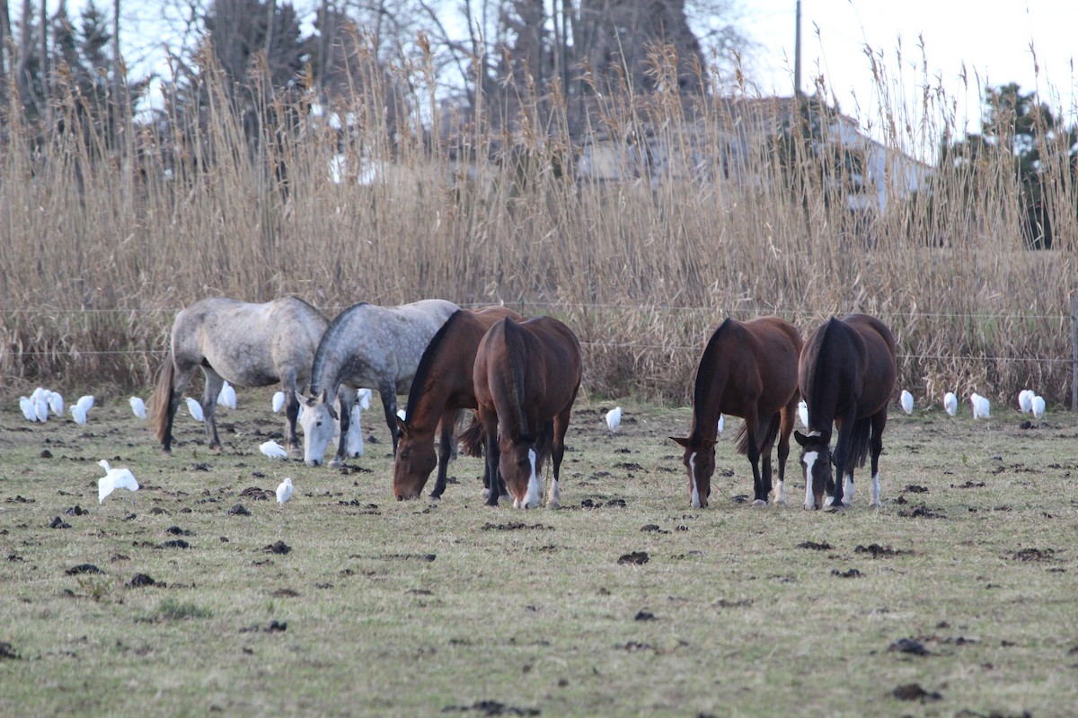 Western Cattle-Egret - ML644226608