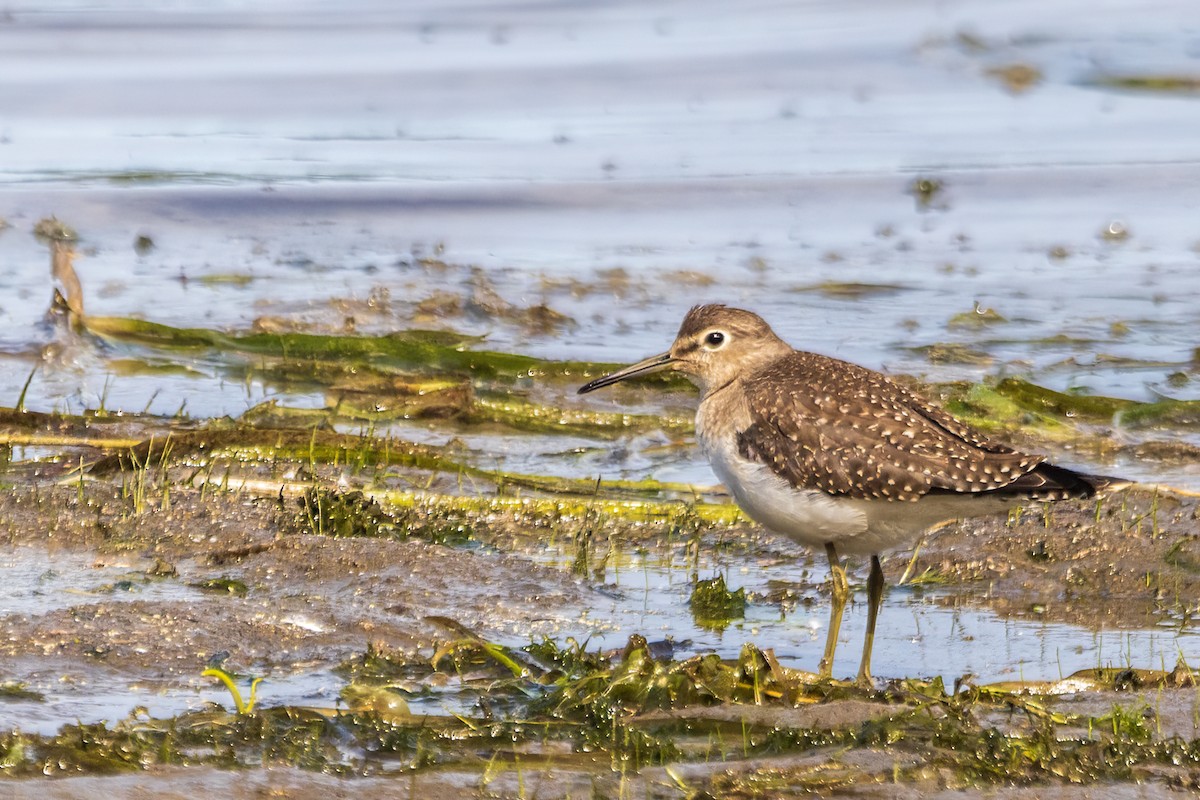 Solitary Sandpiper - ML644226610