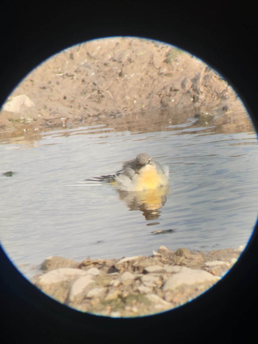 Gray Wagtail - ML644226615