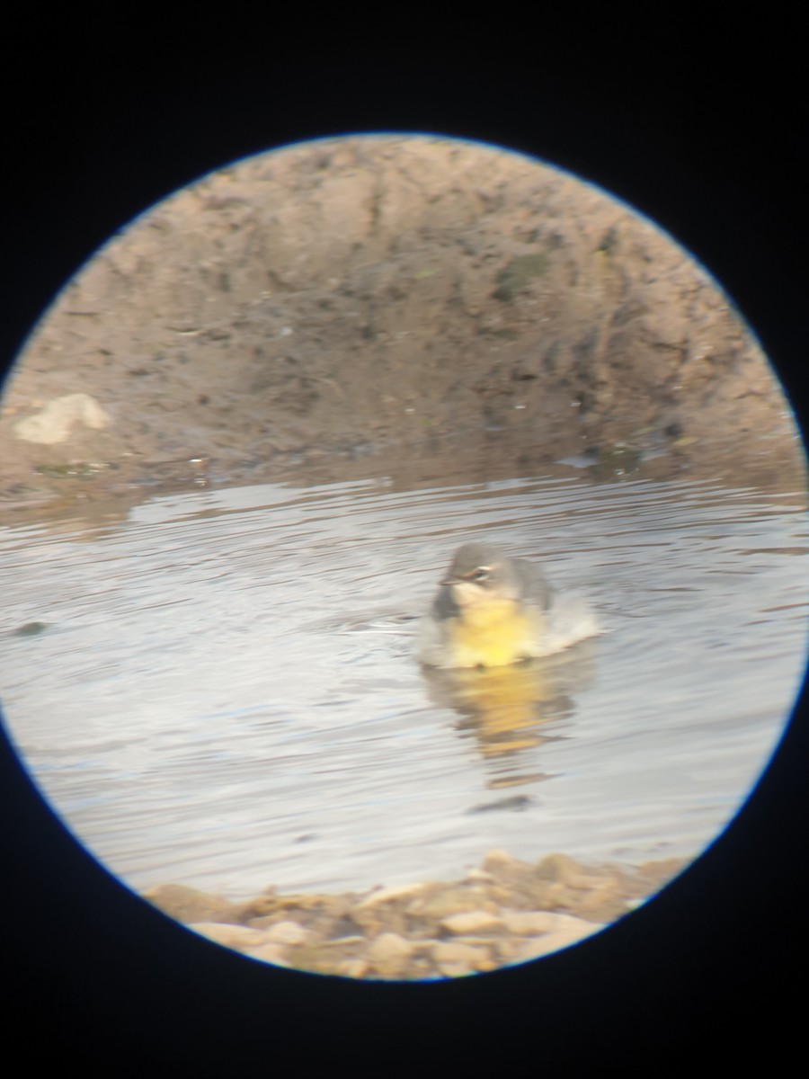 Gray Wagtail - ML644226616