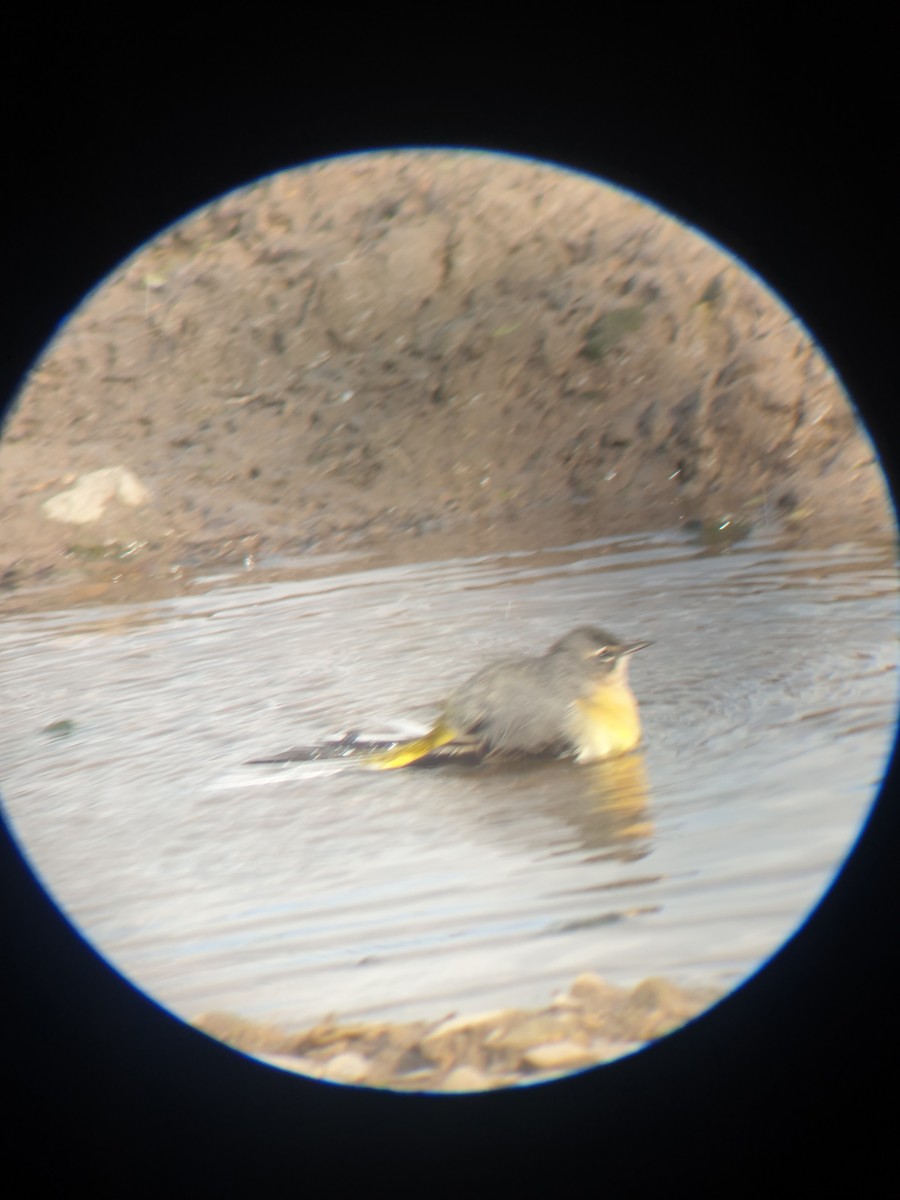 Gray Wagtail - ML644226618