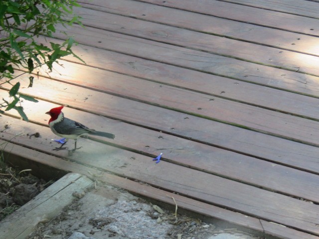 Red-crested Cardinal - ML644226632