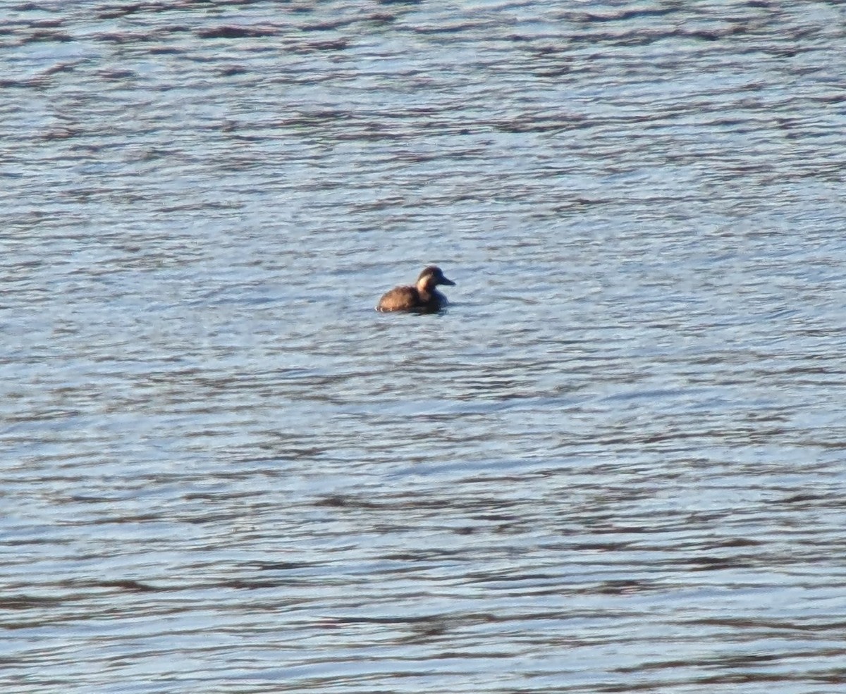 turpan žlutozobý - ML644226633