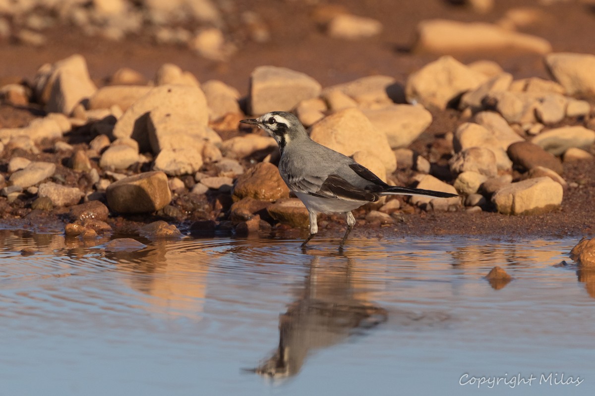 White Wagtail (Moroccan) - ML644226643