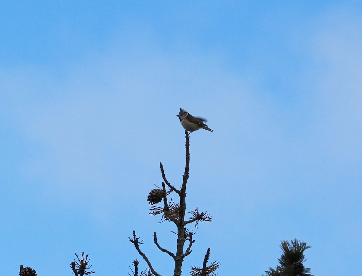 Crested Tit - ML644226647
