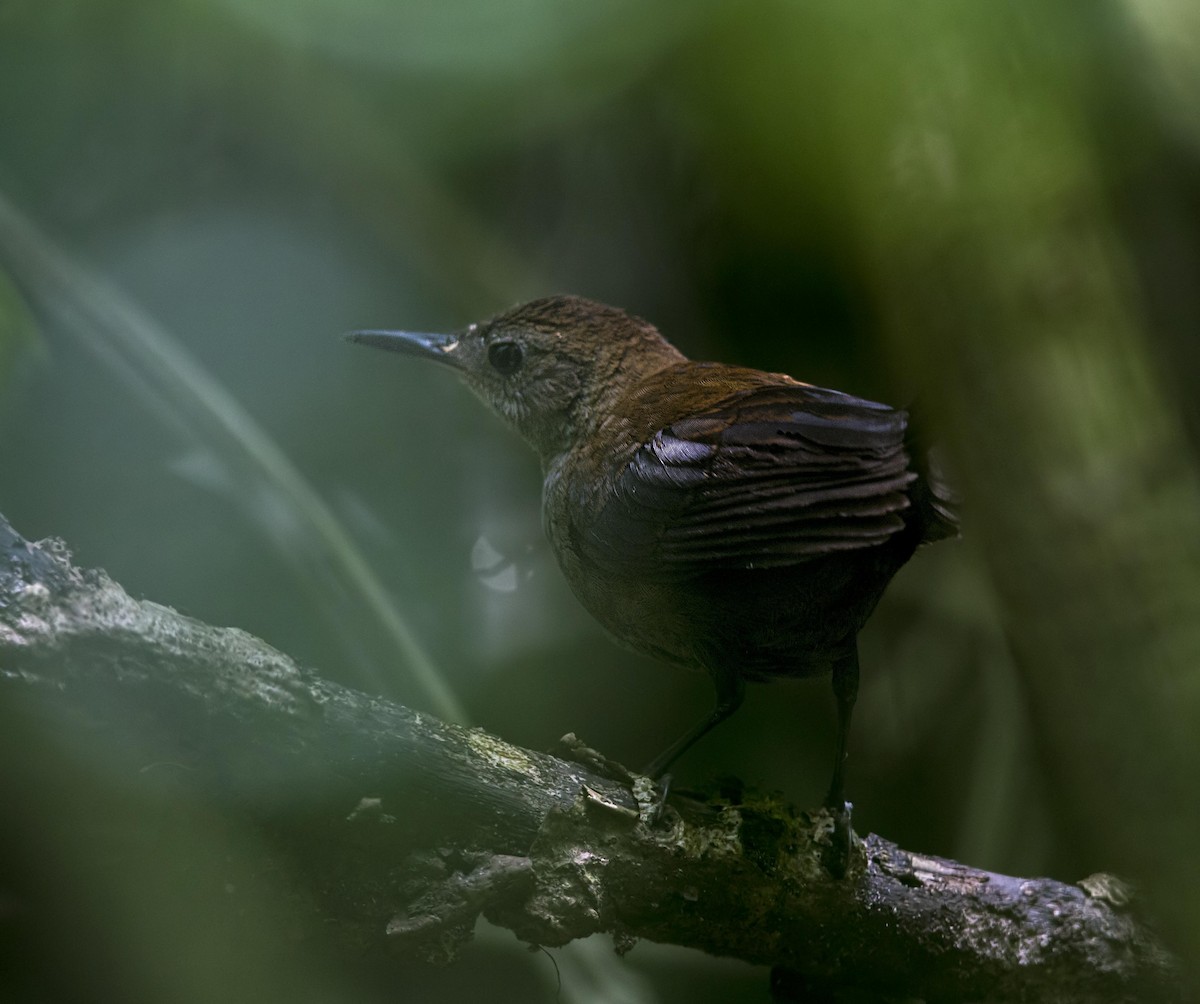 Scaly-breasted Wren - ML644226659
