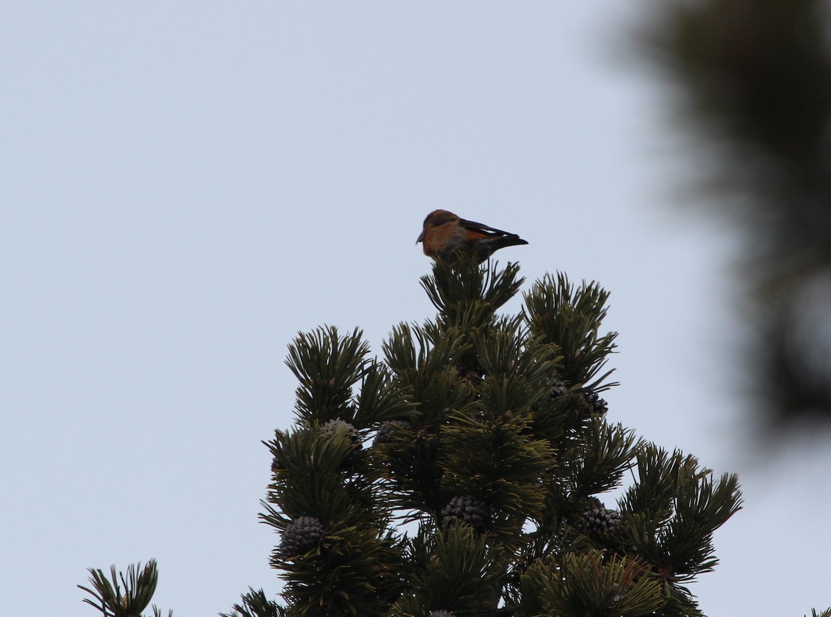 Red Crossbill - ML644226661