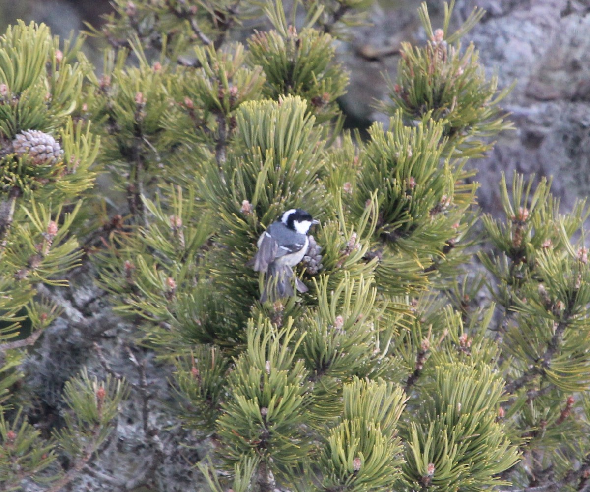 Coal Tit - ML644226666