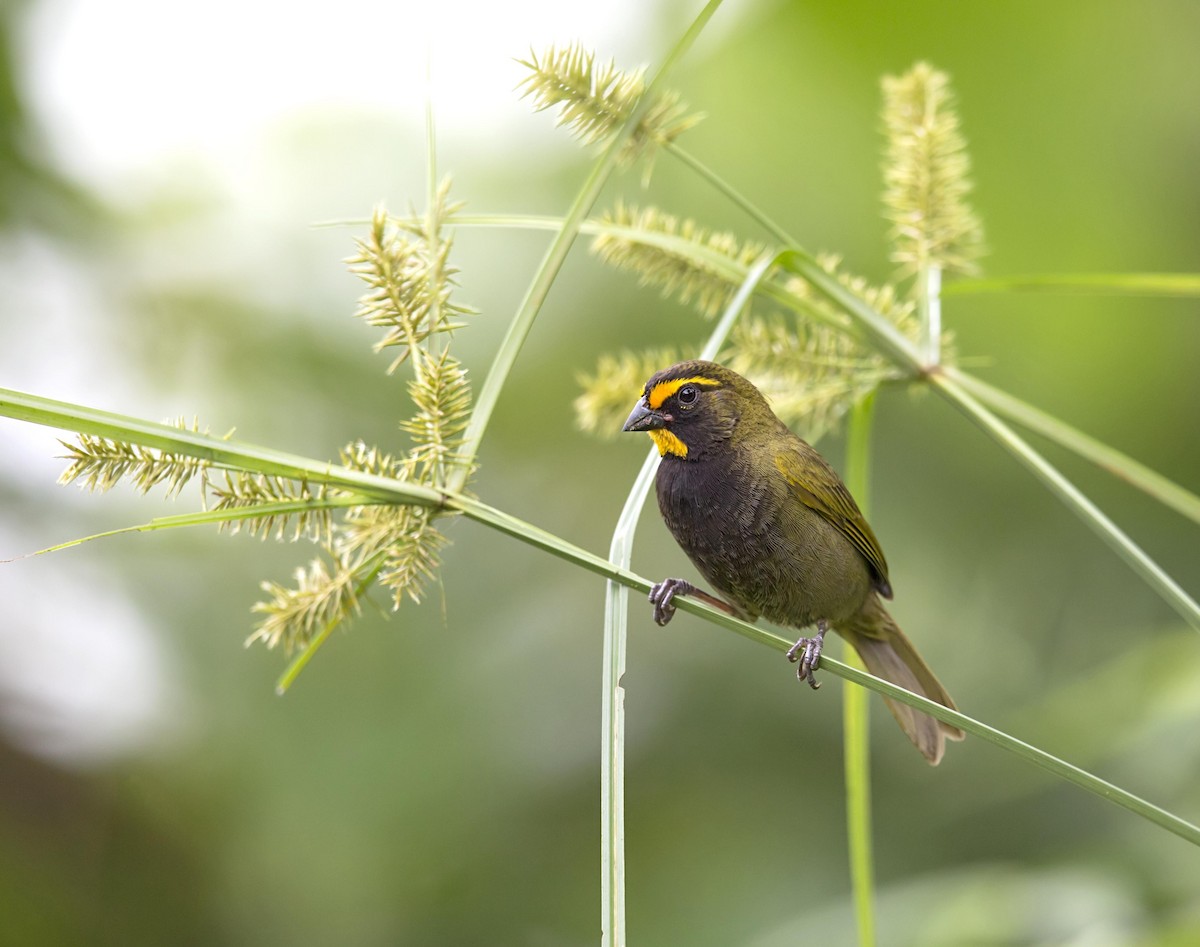 Yellow-faced Grassquit - ML644226681