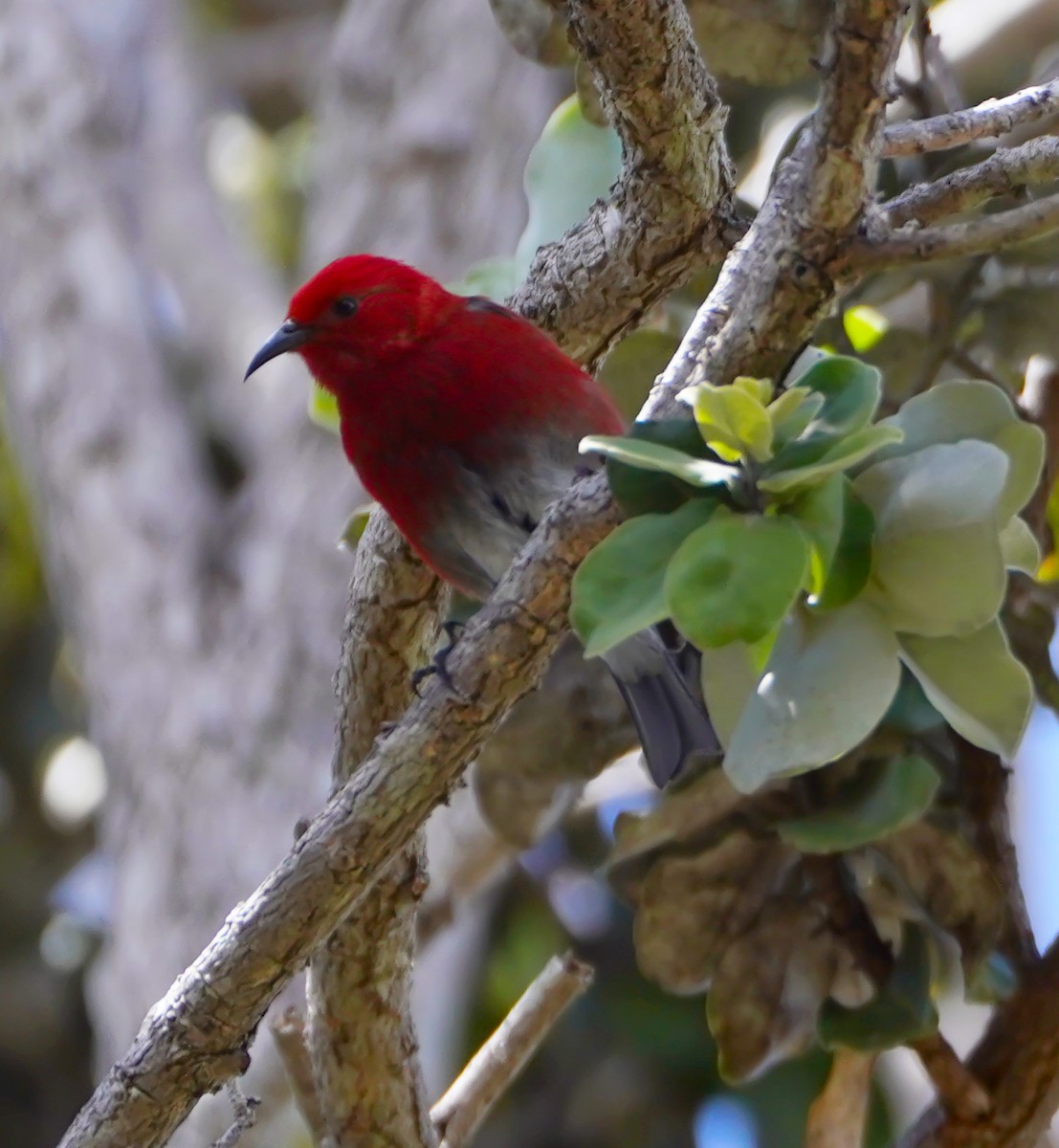 šatovník karmínový - ML644226708