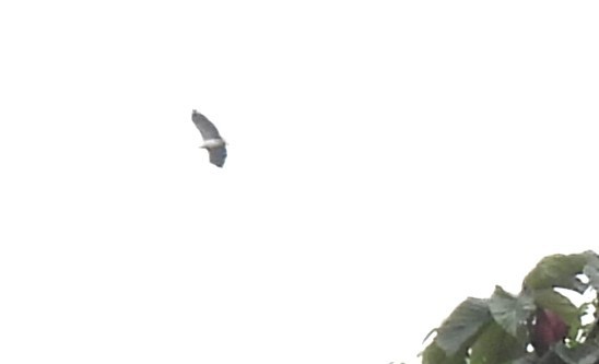 Плащеносная агуйла - ML644226709