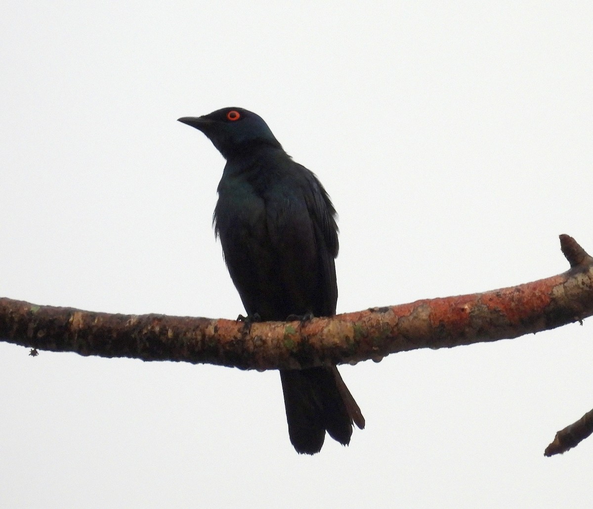 Black-bellied Starling - ML644226725