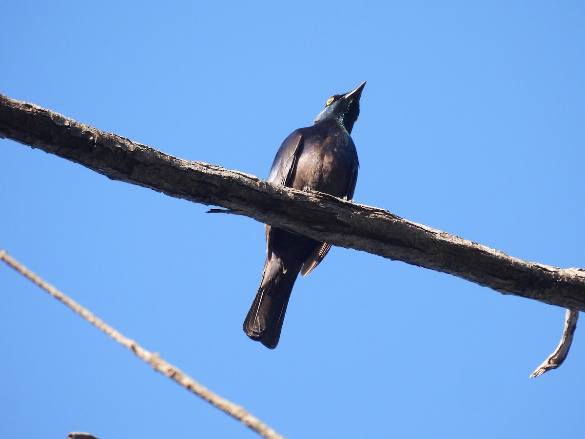 Black-bellied Starling - ML644226726