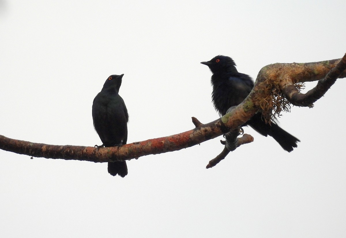 Black-bellied Starling - ML644226727
