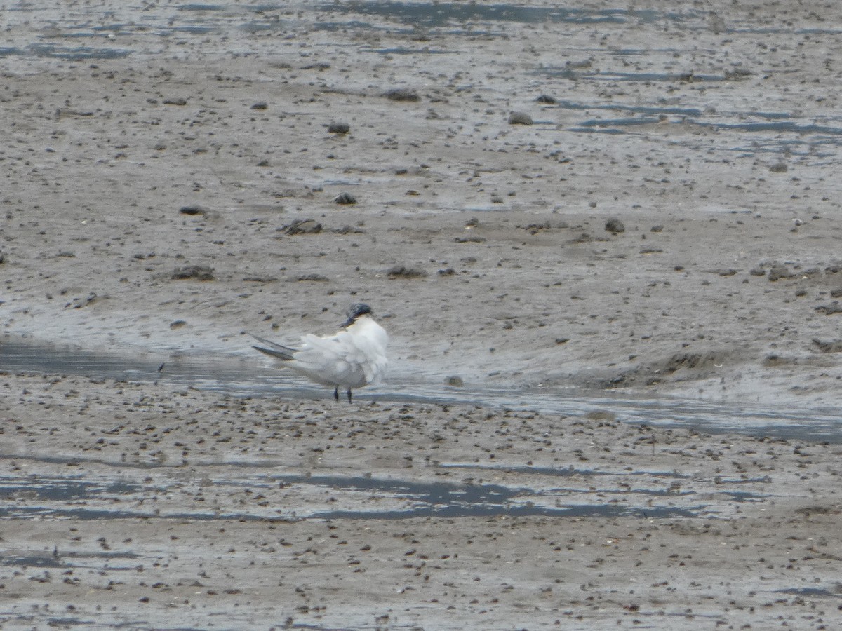 Australian Tern - ML644226731