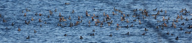 Fuligule à tête rouge - ML644226735