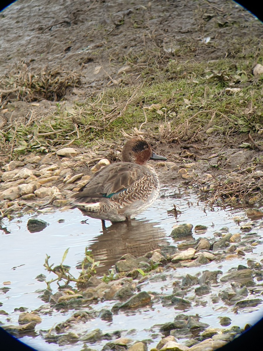 Green-winged Teal - ML644226736