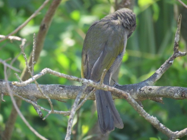 Green-winged Saltator - ML644226738