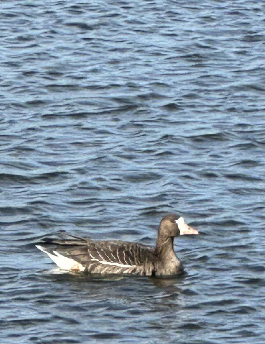 Greater White-fronted Goose - ML644226746
