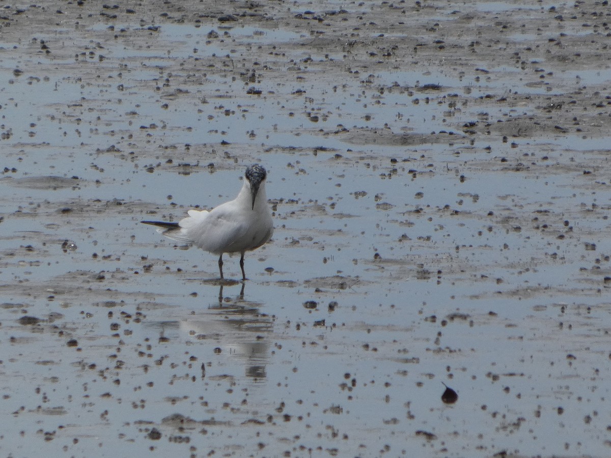 Australian Tern - ML644226755