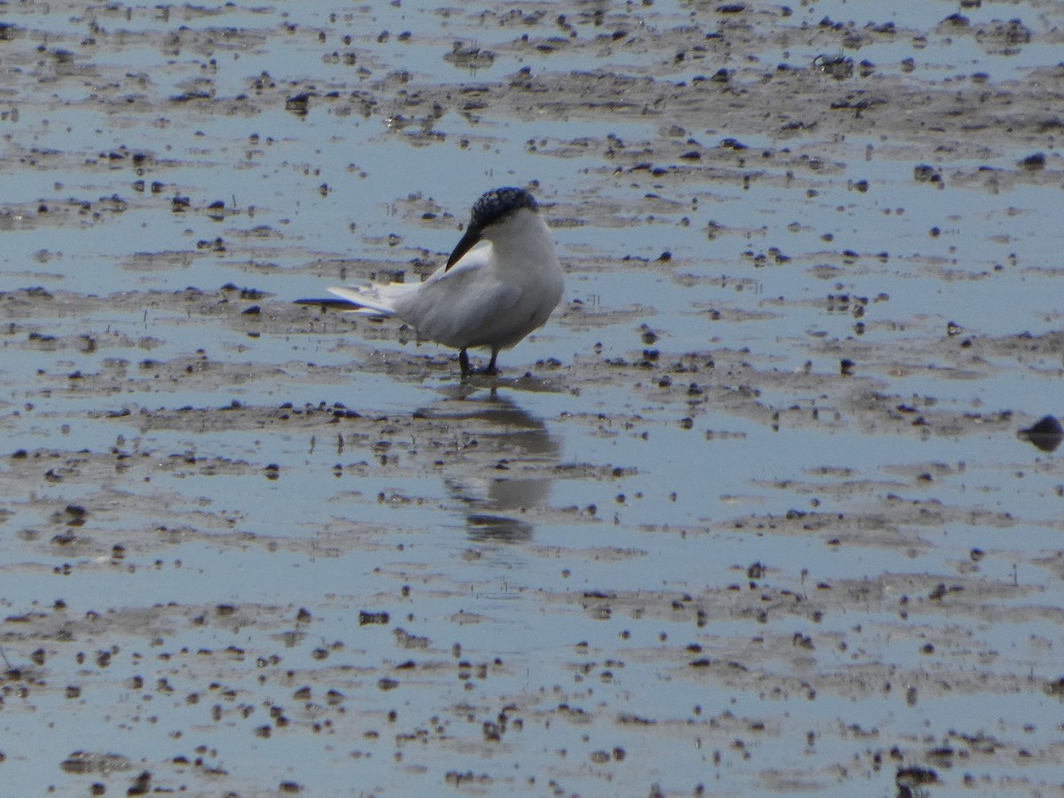 Australian Tern - ML644226756