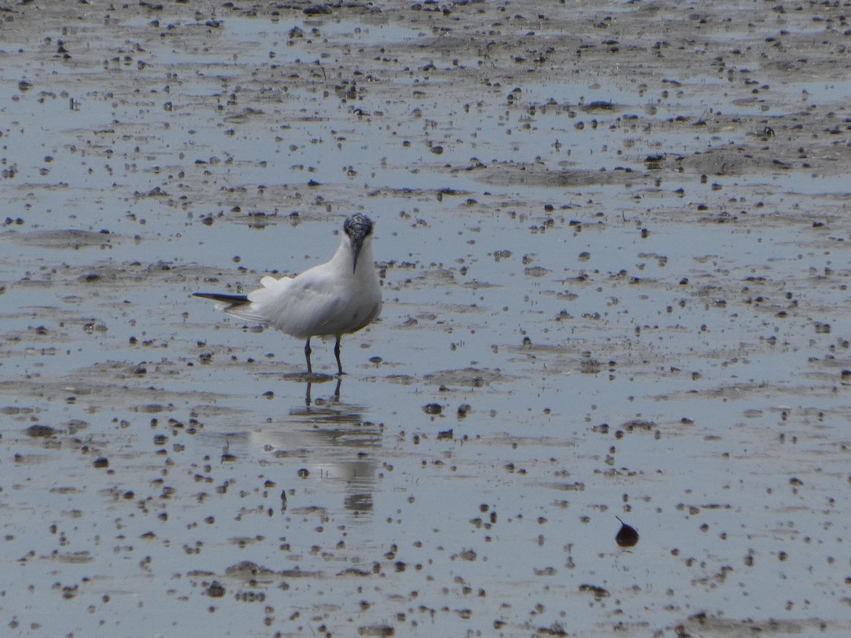 Australian Tern - ML644226757
