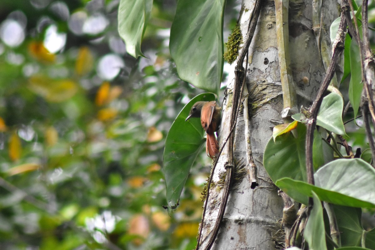 Olivaceous Woodcreeper - ML644226788