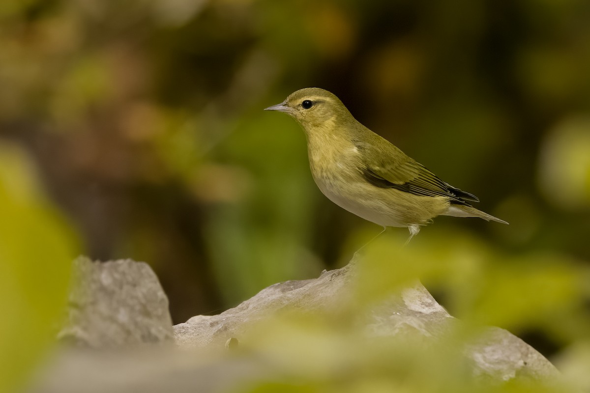 Tennessee Warbler - ML644226799