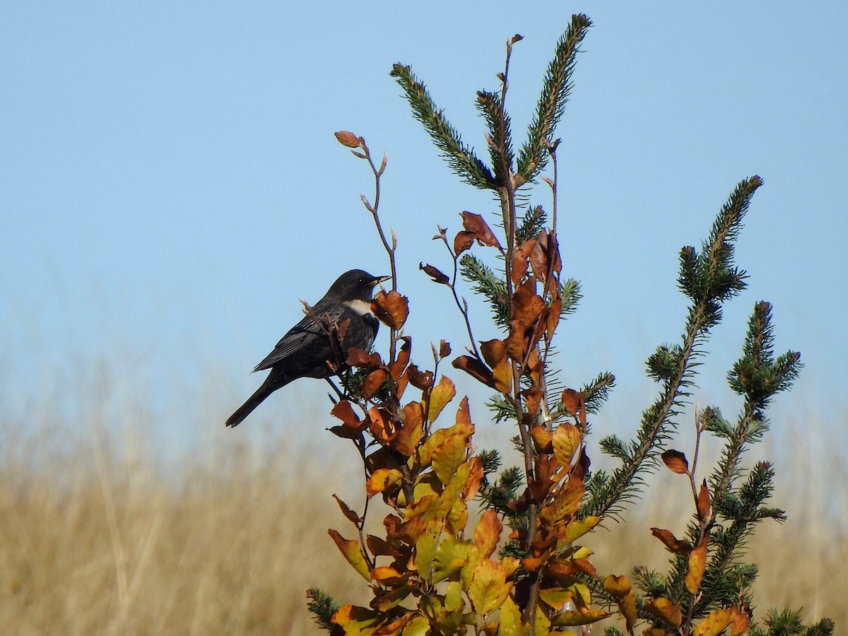 Ring Ouzel - ML644226804