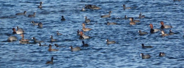 Fuligule à tête rouge - ML644226813