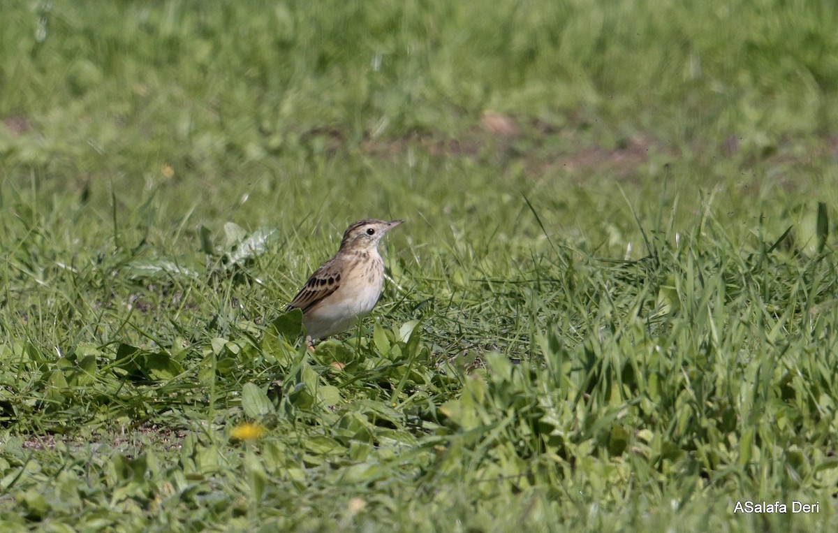 Bisbita de Richard - ML644226817