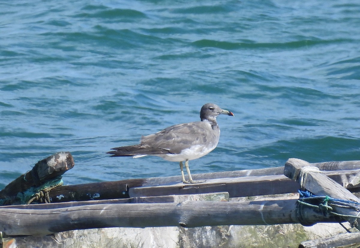 ススケカモメ - ML644226819