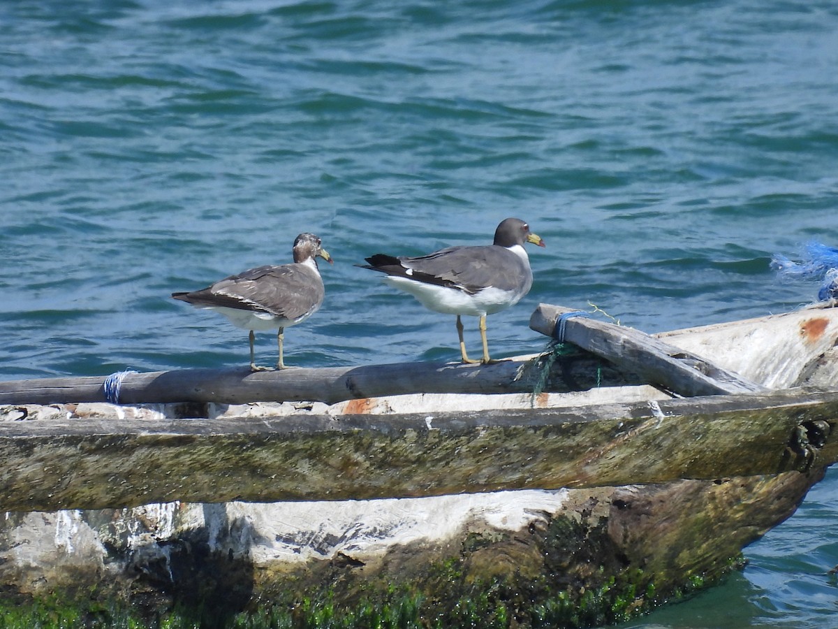 ススケカモメ - ML644226820