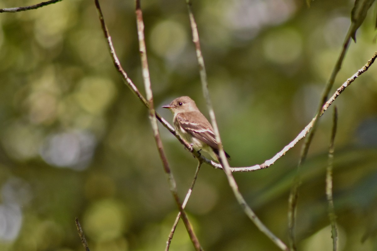 Northern Tropical Pewee - ML644226830