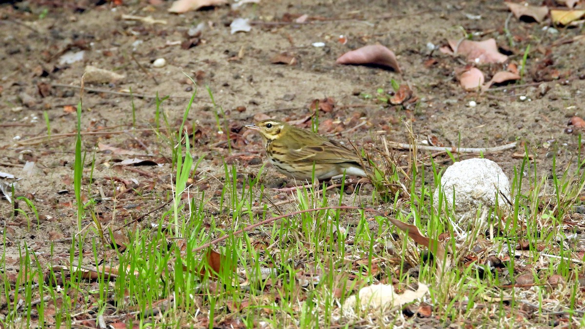 樹鷚 - ML644226835