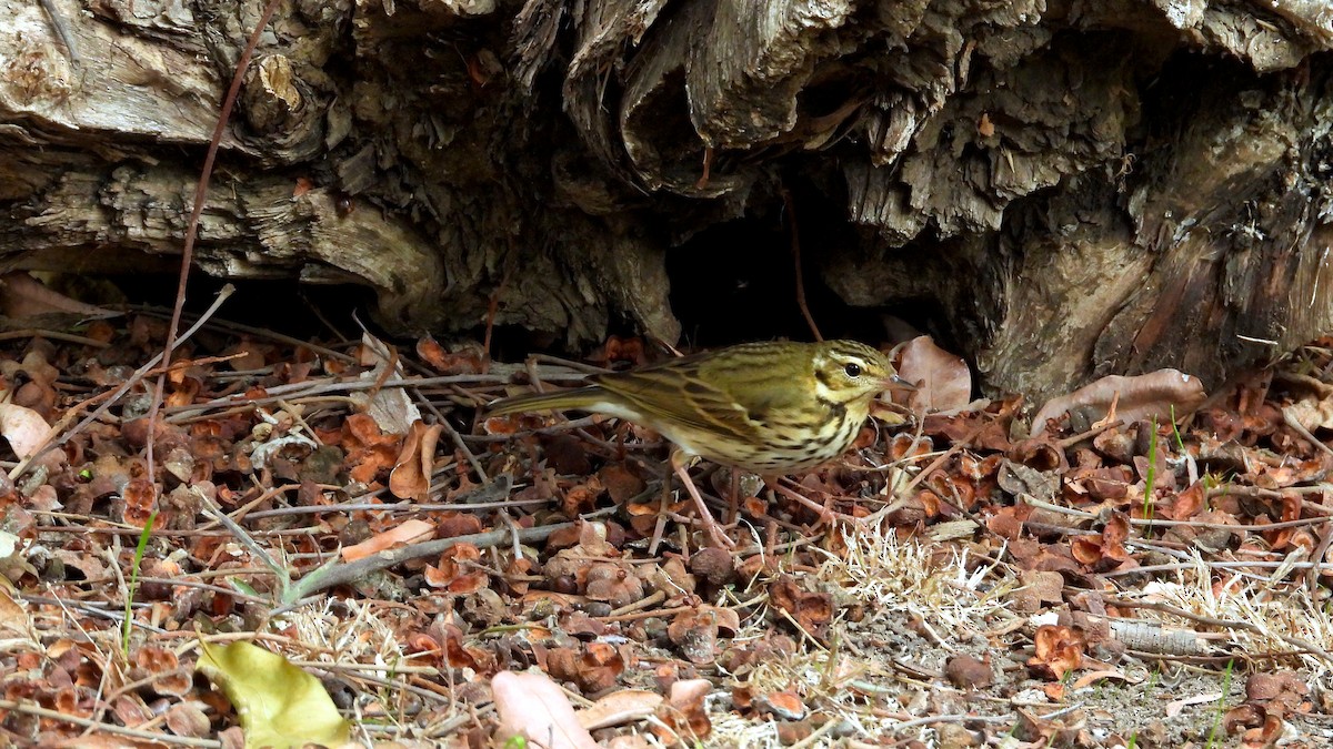 樹鷚 - ML644226838