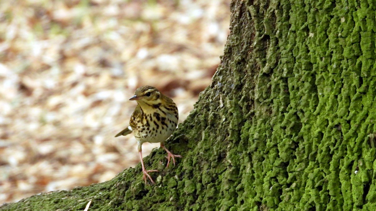 樹鷚 - ML644226840