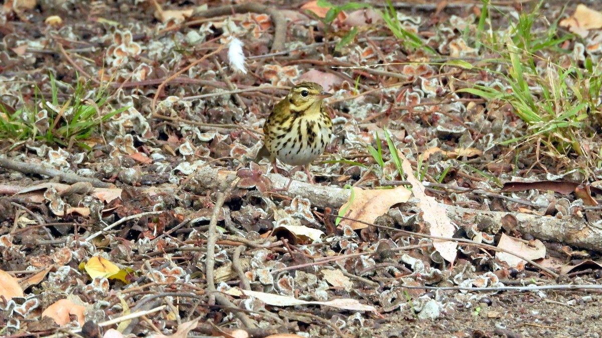 樹鷚 - ML644226841