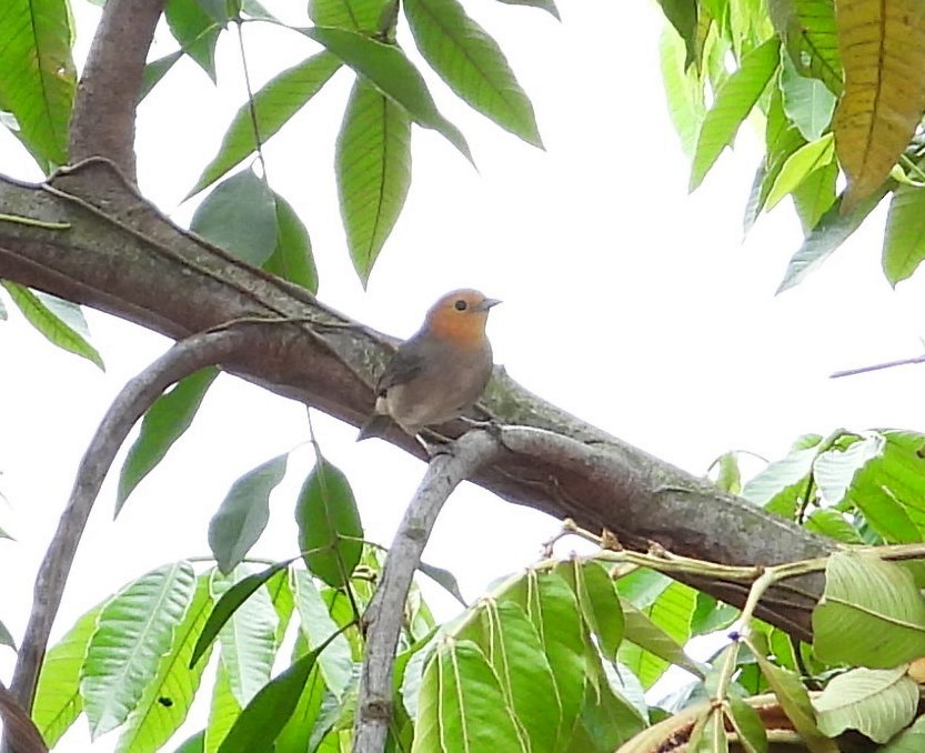 Orange-headed Tanager - ML644226844