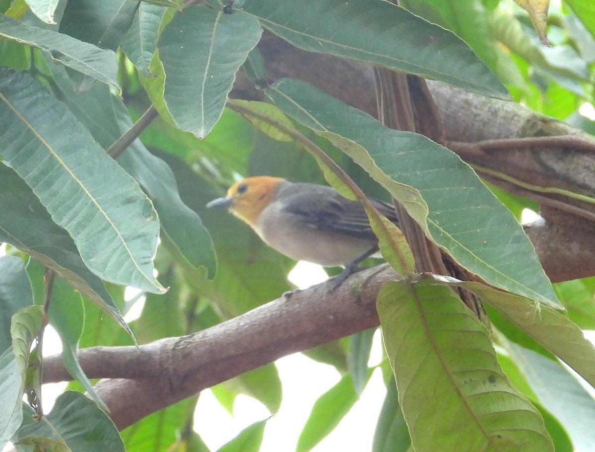Orange-headed Tanager - ML644226845